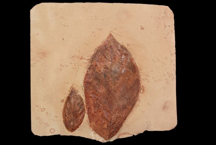 Two Detailed Fossil Leaves (Aesculus & Rhamnites) - Montana #92605